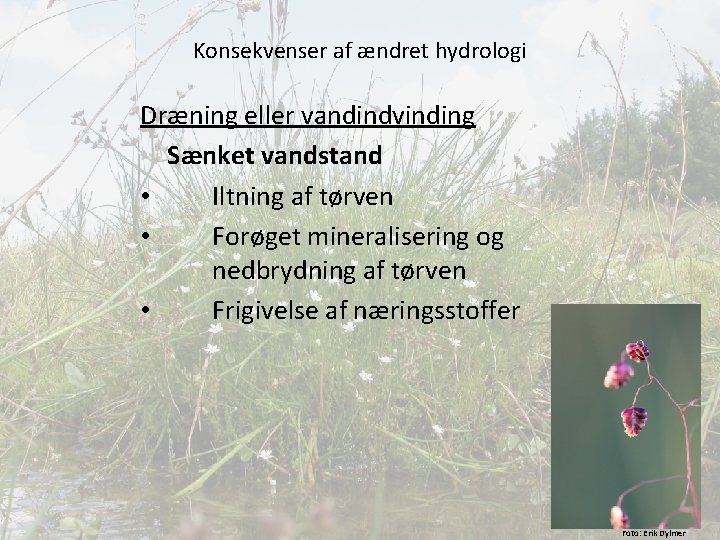 Konsekvenser af ændret hydrologi Dræning eller vandindvinding Sænket vandstand • Iltning af tørven •