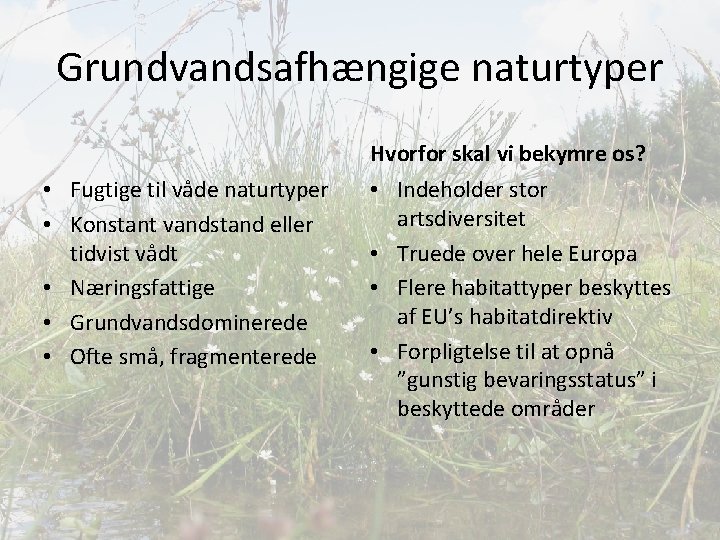 Grundvandsafhængige naturtyper Hvorfor skal vi bekymre os? • Fugtige til våde naturtyper • Konstant