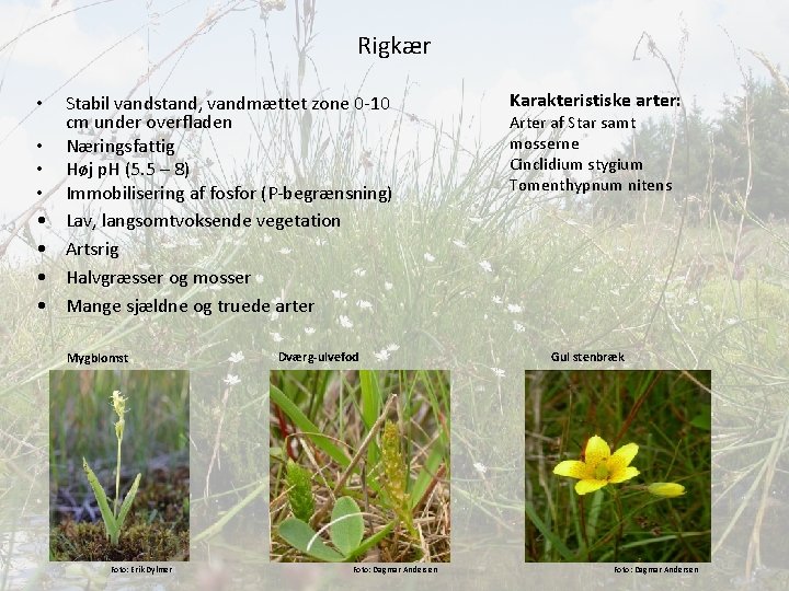 Rigkær • • Stabil vandstand, vandmættet zone 0 -10 cm under overfladen Næringsfattig Høj