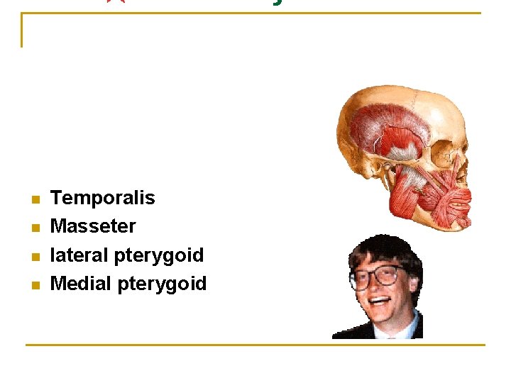 n n Temporalis Masseter lateral pterygoid Medial pterygoid 