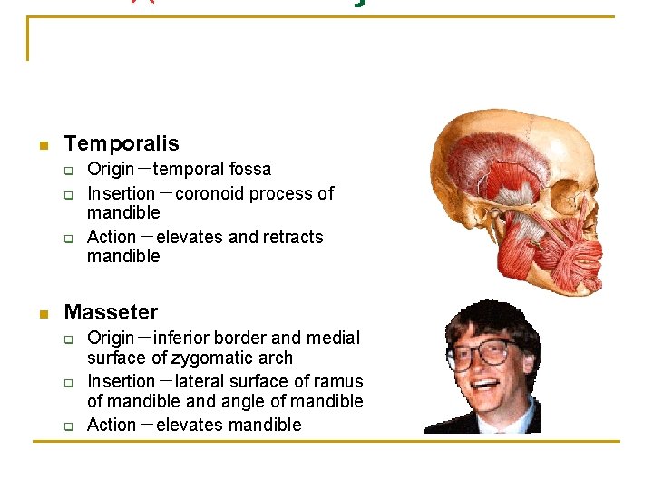 n Temporalis q q q n Origin－temporal fossa Insertion－coronoid process of mandible Action－elevates and