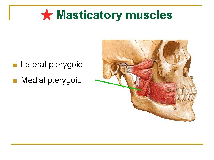 ★ Masticatory muscles n Lateral pterygoid n Medial pterygoid 