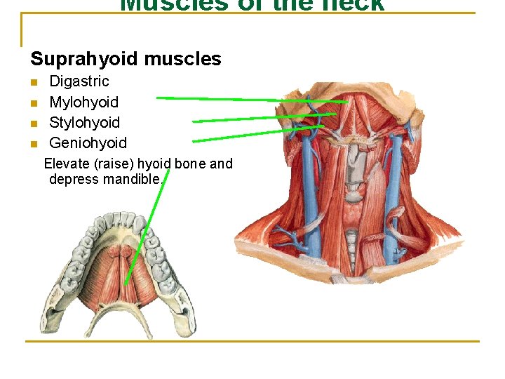 Muscles of the neck Suprahyoid muscles n n Digastric Mylohyoid Stylohyoid Geniohyoid Elevate (raise)
