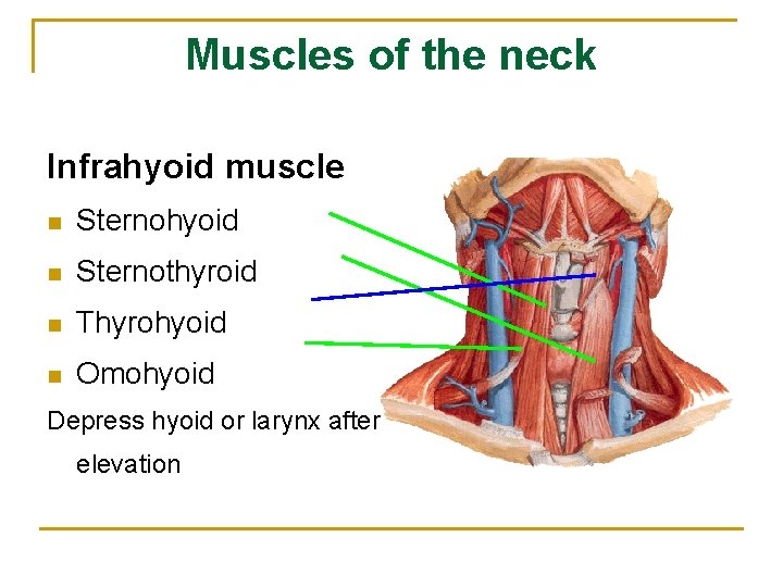 Muscles of the neck Infrahyoid muscle n Sternohyoid n Sternothyroid n Thyrohyoid n Omohyoid