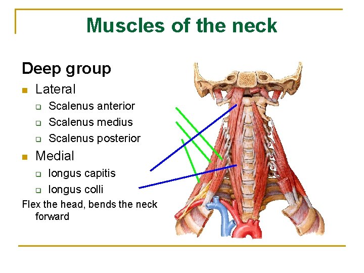 Muscles of the neck Deep group n Lateral q q q n Scalenus anterior