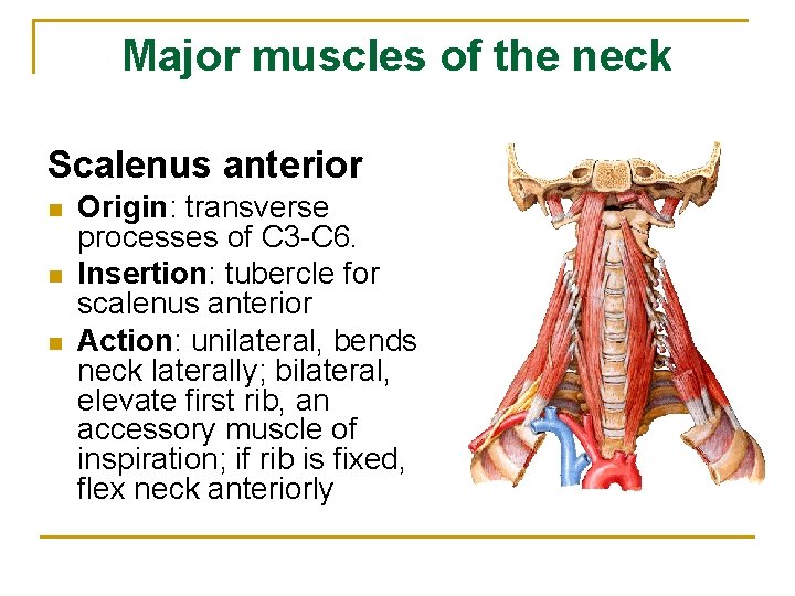 Major muscles of the neck Scalenus anterior n n n Origin: transverse processes of