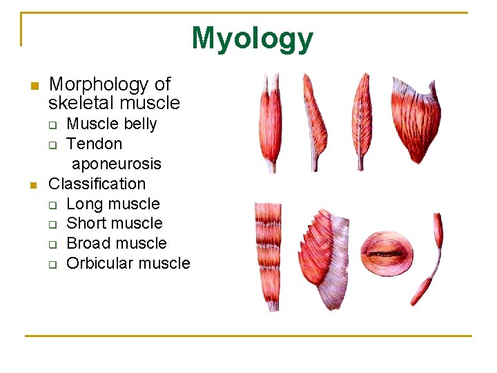 Myology n Morphology of skeletal muscle Muscle belly q Tendon aponeurosis Classification q Long