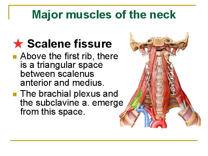 Major muscles of the neck ★ Scalene fissure n n Above the first rib,