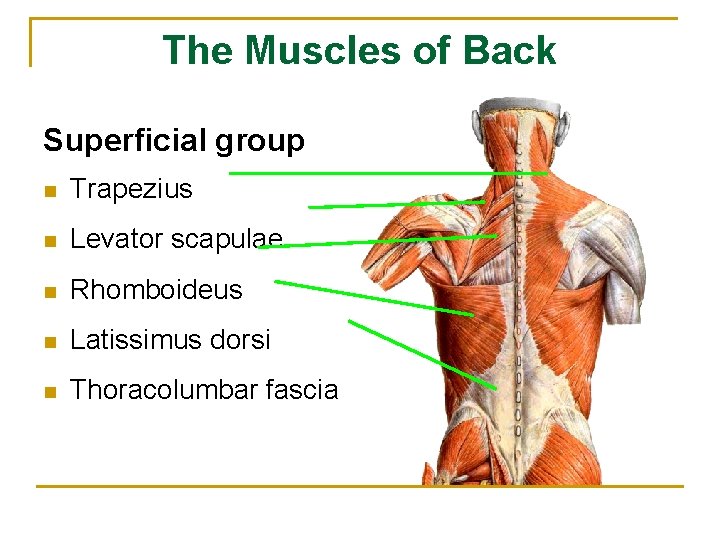 The Muscles of Back Superficial group n Trapezius n Levator scapulae n Rhomboideus n