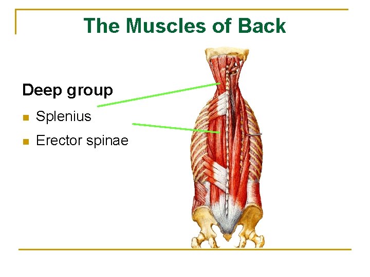 The Muscles of Back Deep group n Splenius n Erector spinae 