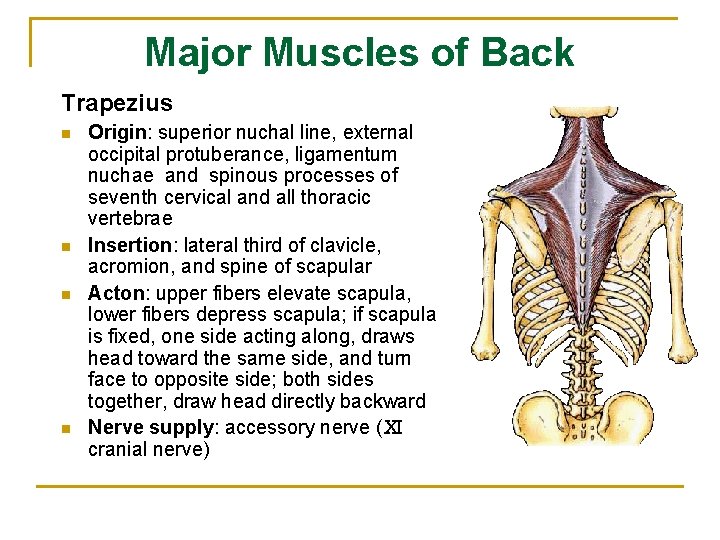 Major Muscles of Back Trapezius n n Origin: superior nuchal line, external occipital protuberance,