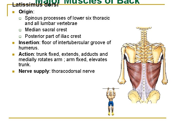 Major Muscles of Back Latissimus dorsi n n Origin: q Spinous processes of lower