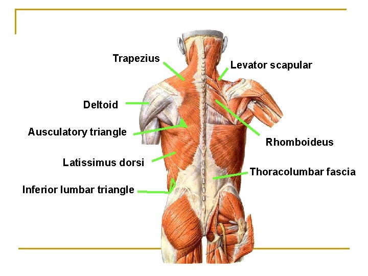 Trapezius Levator scapular Deltoid Ausculatory triangle Latissimus dorsi Inferior lumbar triangle Rhomboideus Thoracolumbar fascia