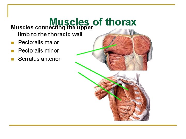 Muscles of thorax Muscles connecting the upper n n n limb to the thoracic