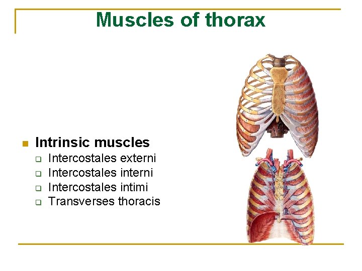 Muscles of thorax n Intrinsic muscles q q Intercostales externi Intercostales intimi Transverses thoracis