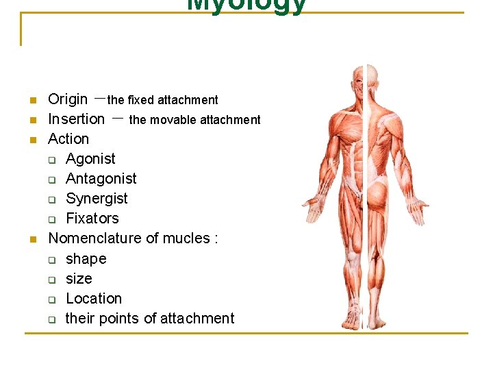 Myology n n Origin －the fixed attachment Insertion － the movable attachment Action q