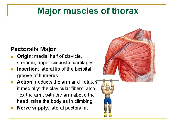 Major muscles of thorax Pectoralis Major n n Origin: medial half of clavicle, sternum,