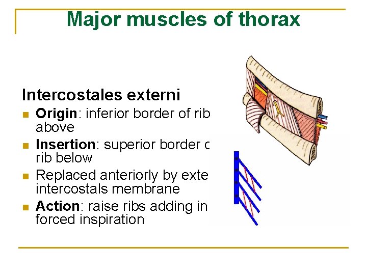 Major muscles of thorax Intercostales externi n n Origin: inferior border of rib above