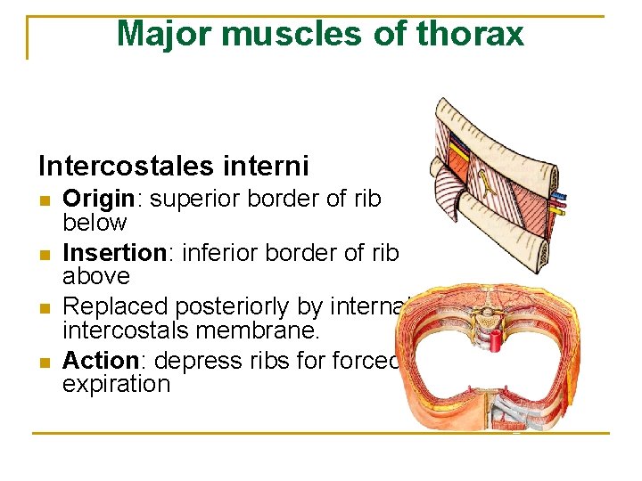 Major muscles of thorax Intercostales interni n n Origin: superior border of rib below