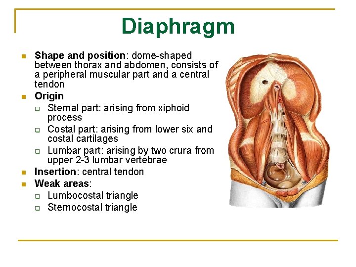 Diaphragm n n Shape and position: dome-shaped between thorax and abdomen, consists of a