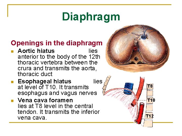 Diaphragm Openings in the diaphragm n n n Aortic hiatus lies anterior to the