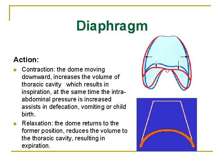 Diaphragm Action: n n Contraction: the dome moving downward, increases the volume of thoracic