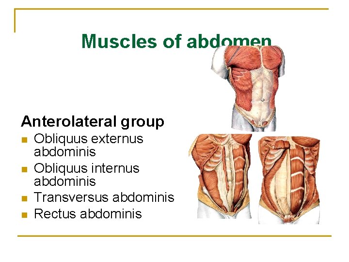 Muscles of abdomen Anterolateral group n n Obliquus externus abdominis Obliquus internus abdominis Transversus