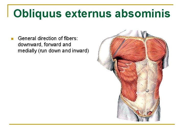 Obliquus externus absominis n General direction of fibers: downward, forward and medially (run down