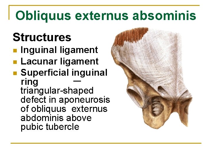 Obliquus externus absominis Structures n n n Inguinal ligament Lacunar ligament Superficial inguinal ring