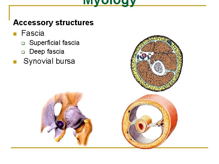 Myology Accessory structures n Fascia q q n Superficial fascia Deep fascia Synovial bursa