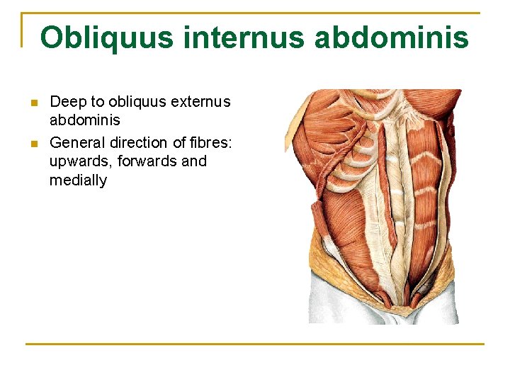Obliquus internus abdominis n n Deep to obliquus externus abdominis General direction of fibres: