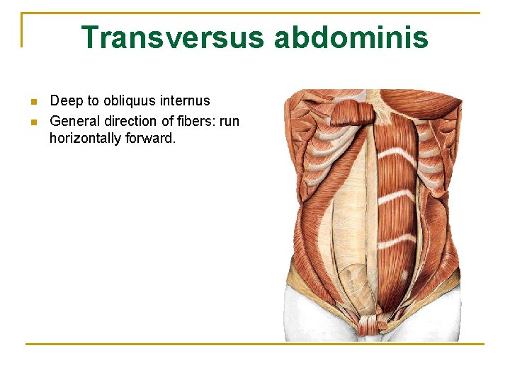 Transversus abdominis n n Deep to obliquus internus General direction of fibers: run horizontally