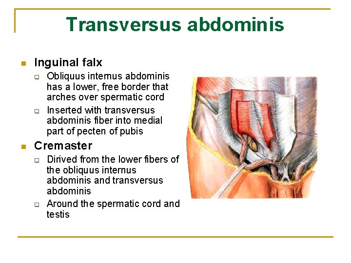 Transversus abdominis n Inguinal falx q q n Obliquus internus abdominis has a lower,