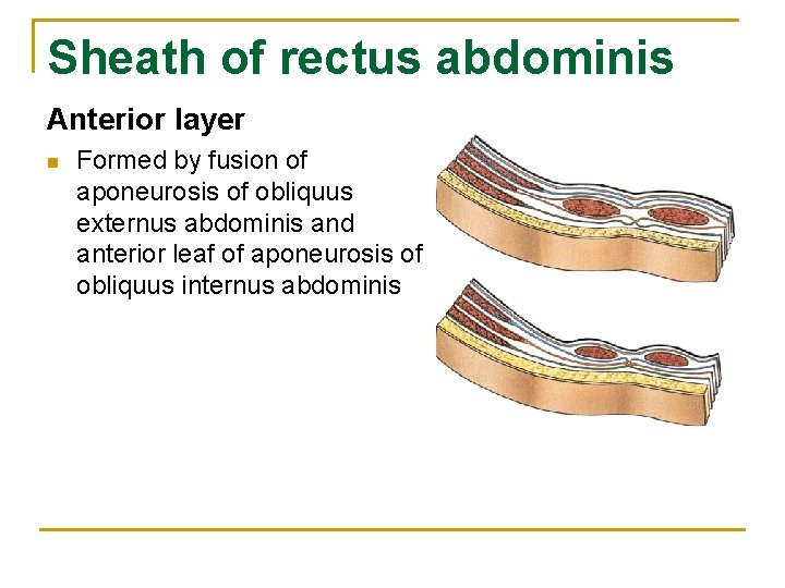 Sheath of rectus abdominis Anterior layer n Formed by fusion of aponeurosis of obliquus