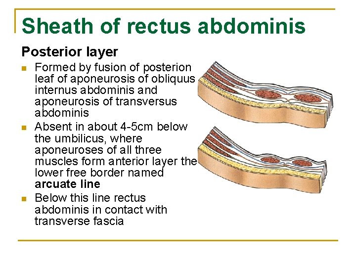 Sheath of rectus abdominis Posterior layer n n n Formed by fusion of posterion