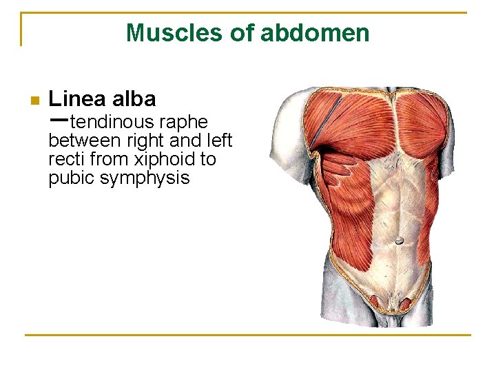 Muscles of abdomen n Linea alba －tendinous raphe between right and left recti from
