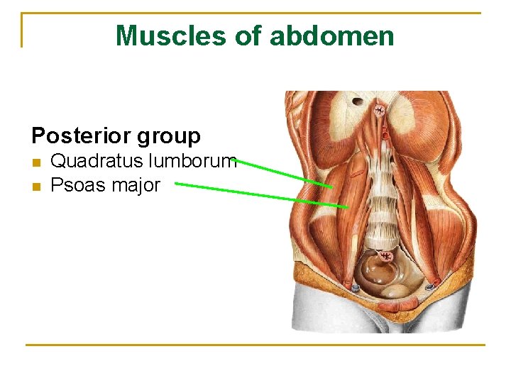 Muscles of abdomen Posterior group n n Quadratus lumborum Psoas major 