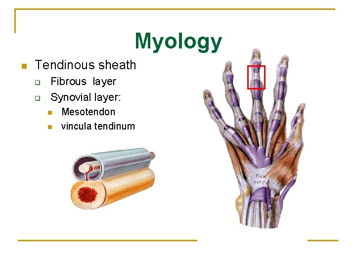 Myology n Tendinous sheath q q Fibrous layer Synovial layer: n n Mesotendon vincula