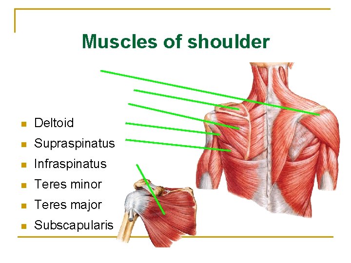 Muscles of shoulder n Deltoid n Supraspinatus n Infraspinatus n Teres minor n Teres