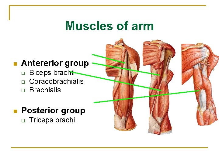 Muscles of arm n Antererior group q q q n Biceps brachii Coracobrachialis Brachialis