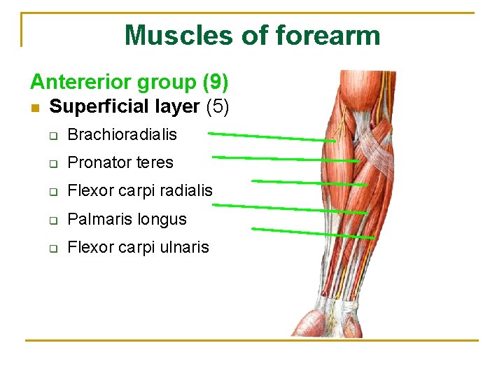 Muscles of forearm Antererior group (9) n Superficial layer (5) q Brachioradialis q Pronator