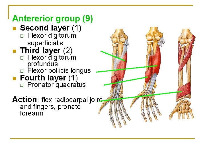 Antererior group (9) n Second layer (1) q n Third layer (2) q Flexor