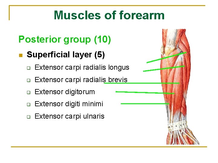 Muscles of forearm Posterior group (10) n Superficial layer (5) q Extensor carpi radialis