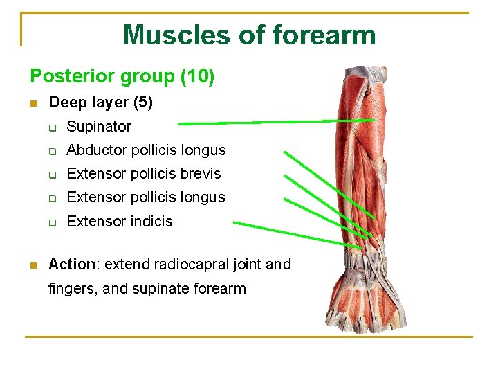 Muscles of forearm Posterior group (10) n n Deep layer (5) q Supinator q