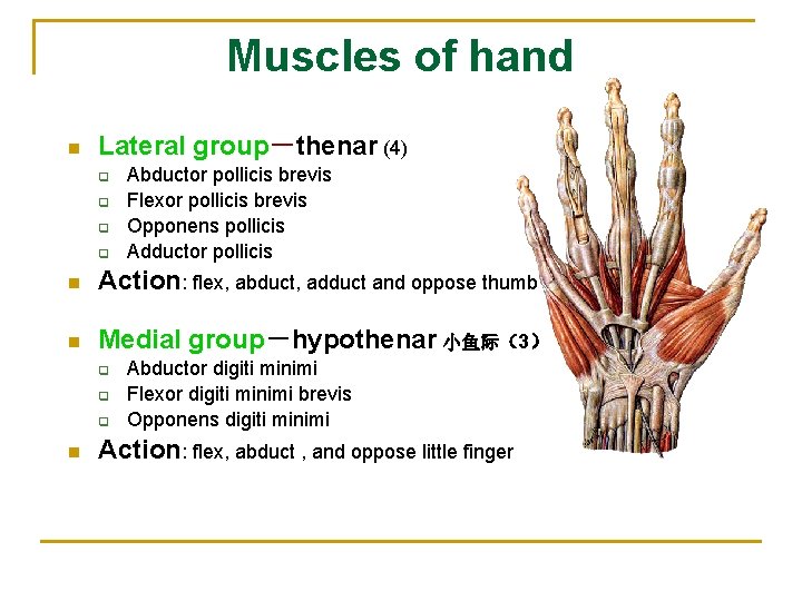 Muscles of hand n Lateral group－thenar (4) q q Abductor pollicis brevis Flexor pollicis