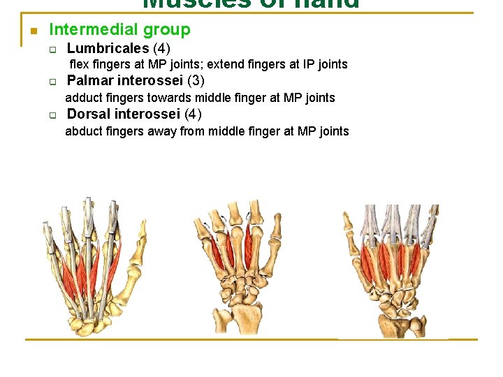 Muscles of hand n Intermedial group q Lumbricales (4) flex fingers at MP joints;