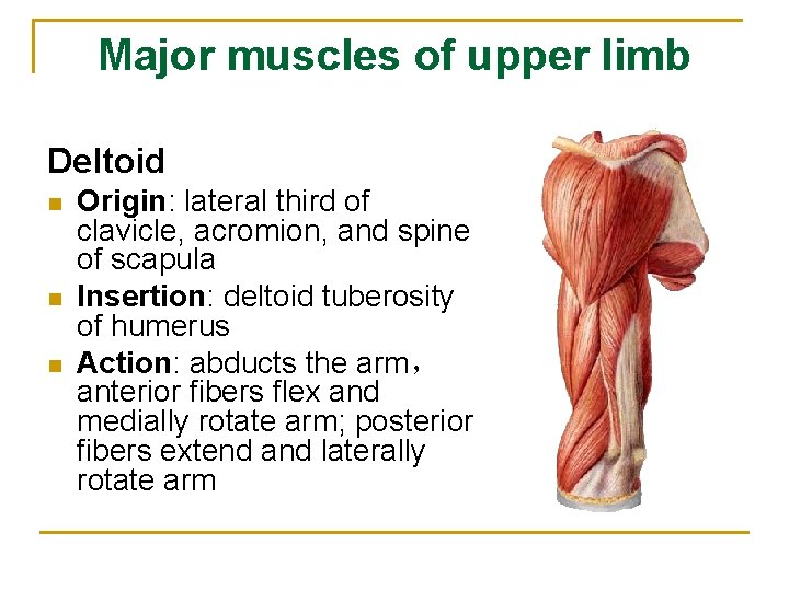 Major muscles of upper limb Deltoid n n n Origin: lateral third of clavicle,