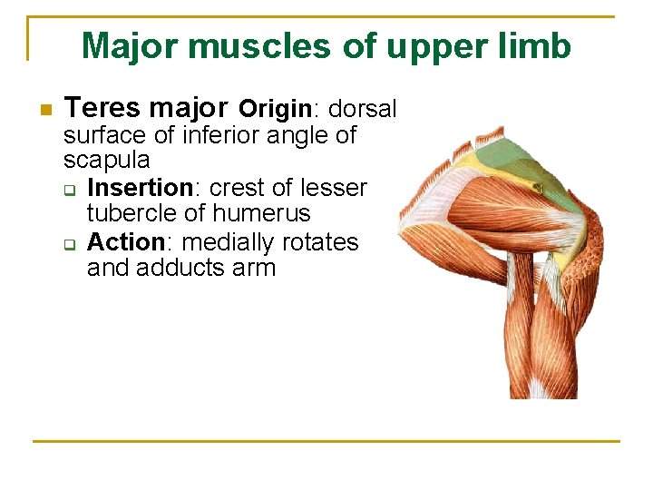 Major muscles of upper limb n Teres major Origin: dorsal surface of inferior angle