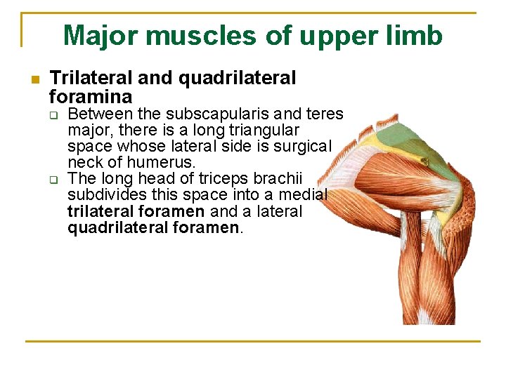 Major muscles of upper limb n Trilateral and quadrilateral foramina q q Between the