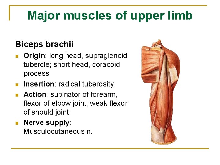 Major muscles of upper limb Biceps brachii n n Origin: long head, supraglenoid tubercle;